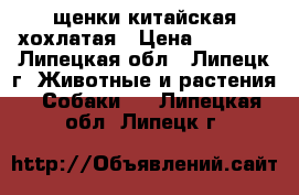 щенки китайская хохлатая › Цена ­ 3 000 - Липецкая обл., Липецк г. Животные и растения » Собаки   . Липецкая обл.,Липецк г.